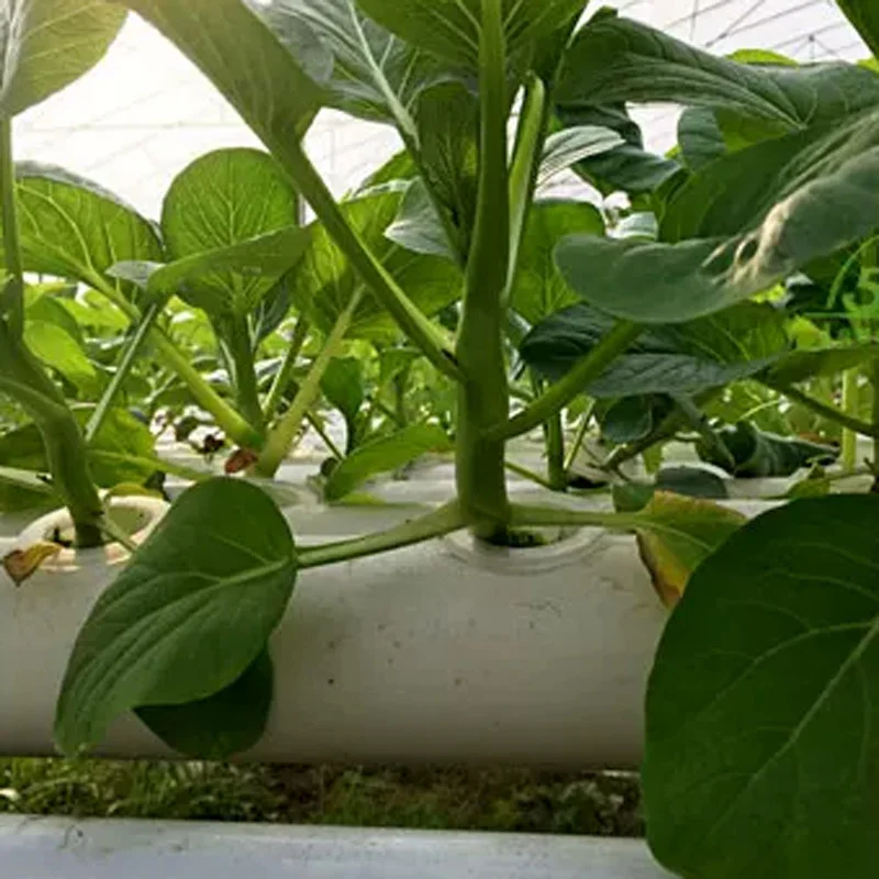 مجموعة نظام الزراعة بدون تربة، - مراجعة Hydroponic Kit وسعره