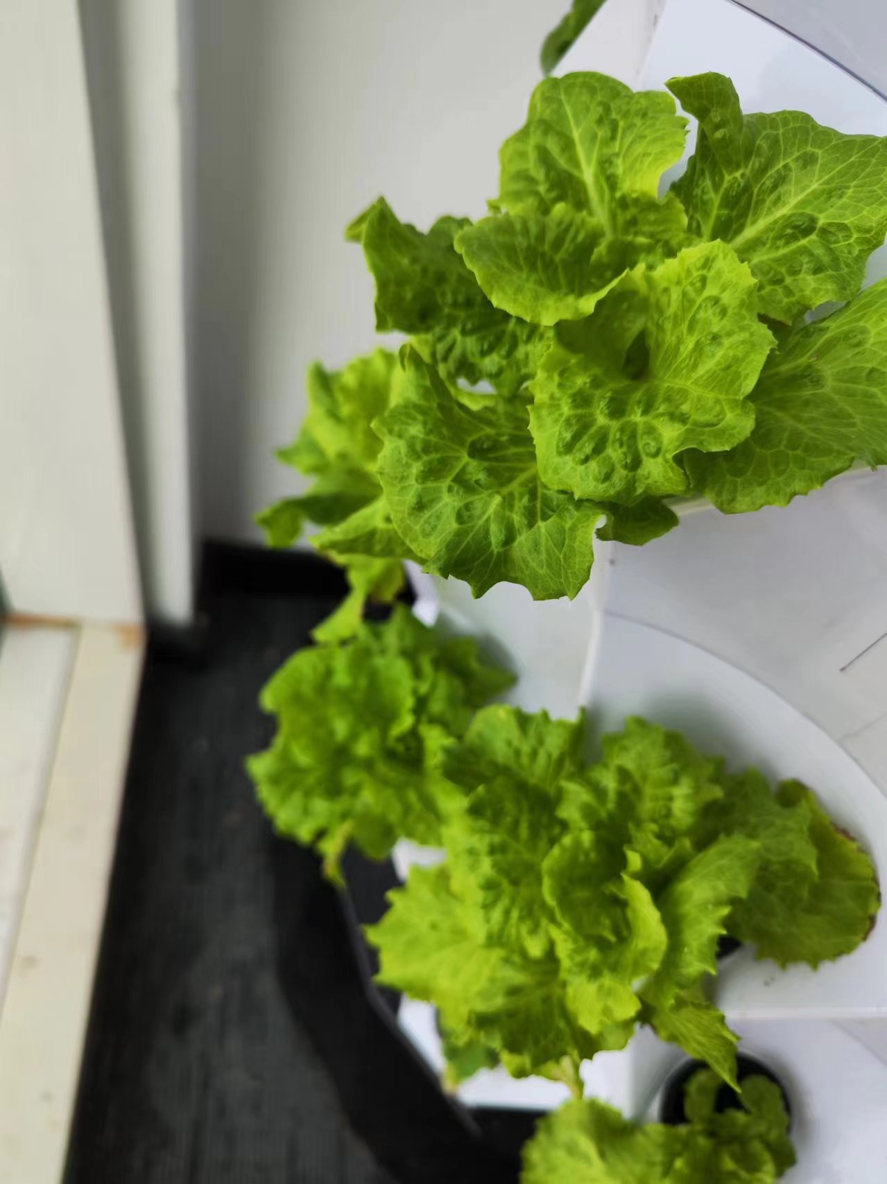 نظام ري بالتنقيط آلي للمزارع،  - مراجعة Hydroponic Kit وسعره